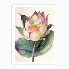 American Lotus Watercolour Ink Pencil 1 Art Print