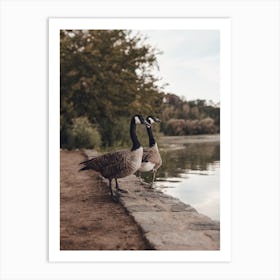 Pair Of Geese Art Print