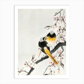 Two sable red tails with cherry blossom Art Print