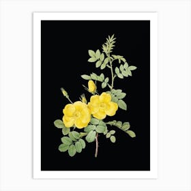 Vintage Yellow Sweetbriar Roses Botanical Illustration on Solid Black n.0153 Art Print