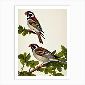 House Sparrow James Audubon Vintage Style Bird Art Print