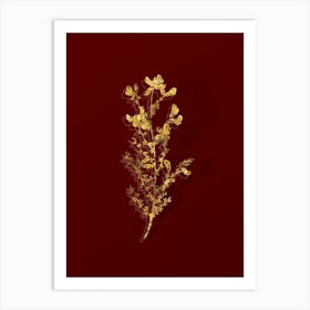 Vintage Adenocarpus Botanical in Gold on Red n.0359 Art Print