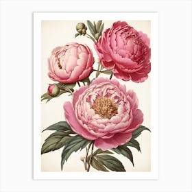 Pink Peonies Art Print