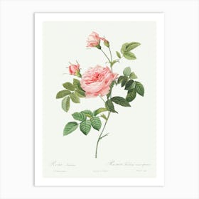 Boursault Rose, Pierre Joseph Redoute Art Print