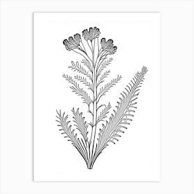 Costmary Herb William Morris Inspired Line Drawing 1 Art Print