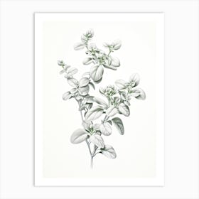 Marjoram Vintage Botanical Herbs 3 Art Print
