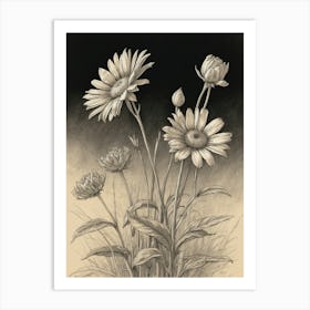 Daisies 2 Art Print