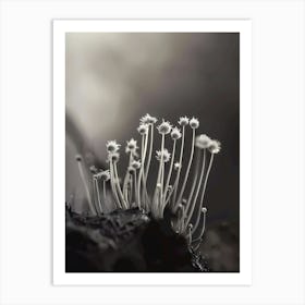 Black And White Mushroom Art Print