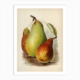 Vintage Illustration Of Pear, John Wright Art Print