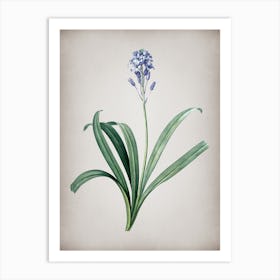 Vintage Spanish Bluebell Botanical on Parchment Art Print