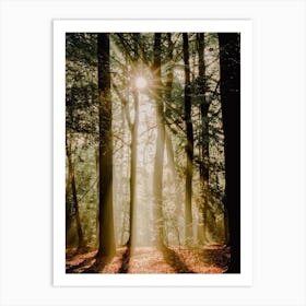 Morning Sunbeams in The Forest Art Print