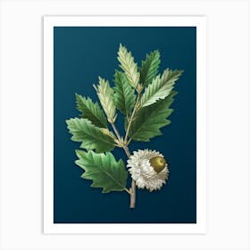 Vintage Valonia Oak Botanical Art on Teal Blue n.0858 Art Print