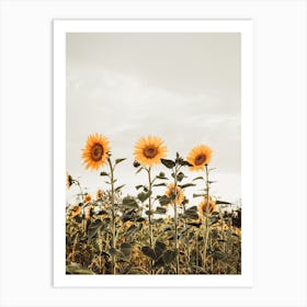 Row Of Sunflowers Art Print