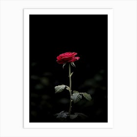 Single Red Rose On Black Background 2 Art Print