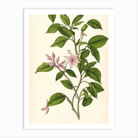 Jasmine Vintage Botanical Flower Art Print