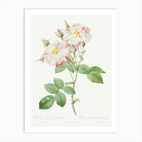 Damask Rose, York And Lancaster Rose, Pierre Joseph Redoute Art Print