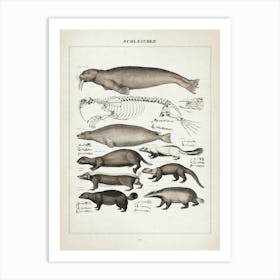 Vintage Oken 2 Schleicher Art Print