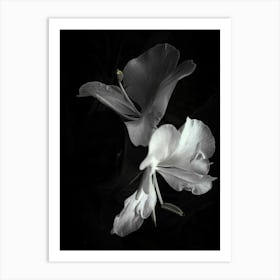 Black And White Flowers 2 Art Print