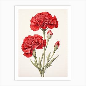 Carnations Flower Vintage Botanical 0 Art Print