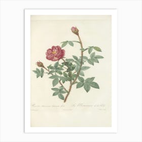 Rose Illustration, Pierre Joseph Redoute(, Pierre Joseph Redoute (145) Art Print