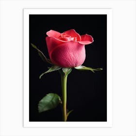 Pink Rose Isolated On Black Background 11 Art Print