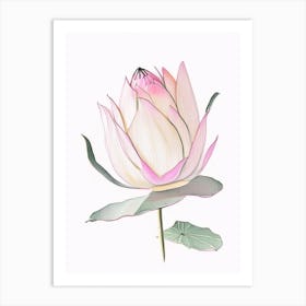 Pink Lotus Pencil Illustration 2 Art Print