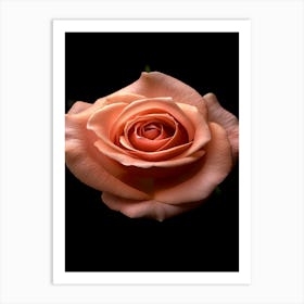 Peach Rose 24 Art Print