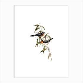 Vintage Black Fronted Flycatcher Bird Illustration on Pure White n.0390 Art Print
