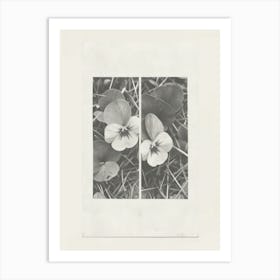 Pansy Flower Photo Collage 1 Art Print