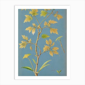 Sugar Maple tree Vintage Botanical Art Print