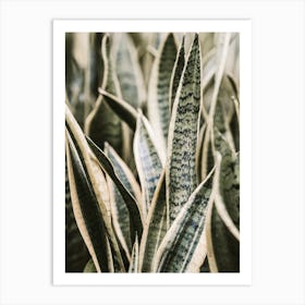 Snake Plant Art Print