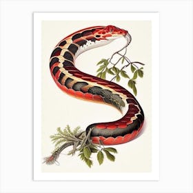 Western Coral Snake 1 Vintage Art Print