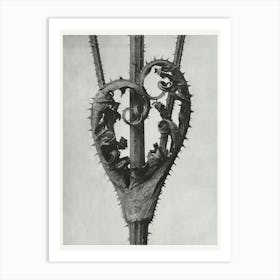 Cutleaf Teasel, Karl Blossfeldt Art Print