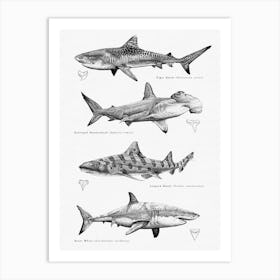Sharks Art Print Art Print