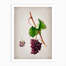 Vintage Grape Barbarossa Botanical on Parchment n.0059 Art Print