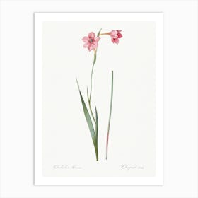 Sword Lily, Pierre Joseph Redoute 2 Art Print