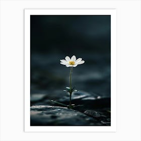 Daisy 25 Art Print