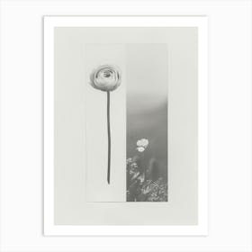 Ranunculus Flower Photo Collage 3 Art Print