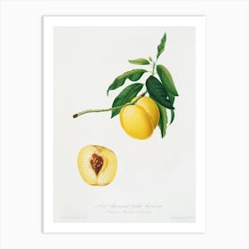 Yellow Apricot (Persica Iulodermis) From Pomona Italiana (1817 1839), Giorgio Gallesio Art Print