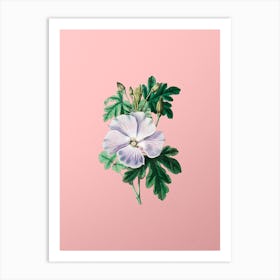 Vintage Wray's Hibiscus Flower Botanical on Soft Pink Art Print