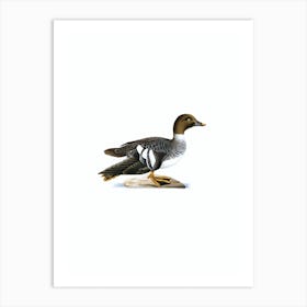 Vintage Goldeneye Female Bird Illustration on Pure White n.0215 Art Print