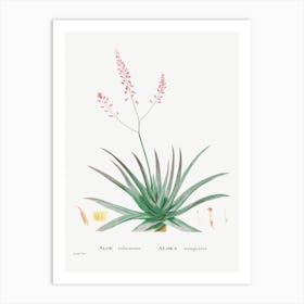 Aloe Rubescens, Pierre Joseph Redoute Art Print