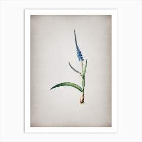 Vintage Ixia Plantaginea Botanical on Parchment Art Print