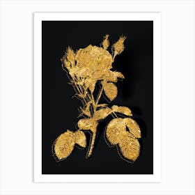 Vintage Double Moss Rose Botanical in Gold on Black n.0342 Art Print