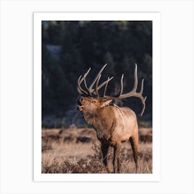 Bugling Elk Art Print