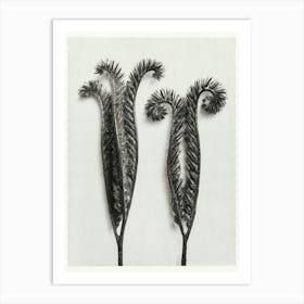 Lacy Phacelia (1928), Karl Blossfeldt 2 Art Print