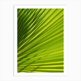 Green palm leaf texture and shadows Art Print