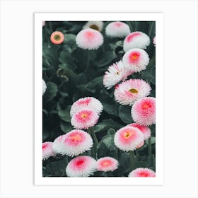 Bellis Pink Flower Art Print