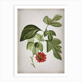 Vintage Paper Mulberry Flower Botanical on Parchment n.0960 Art Print