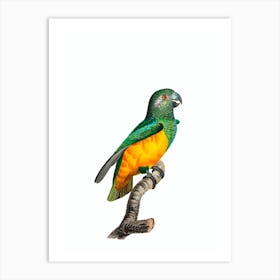 Vintage Senegal Parrot Bird Illustration on Pure White Art Print